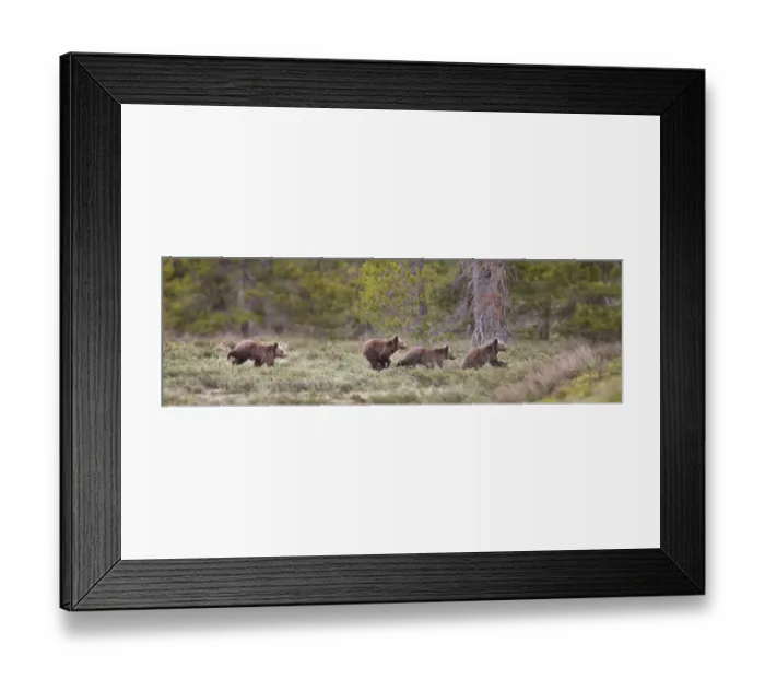 Framed Print : USA, Wyoming, Grand Teton National Park. Yearling grizzly bears running to catch up with sow bear