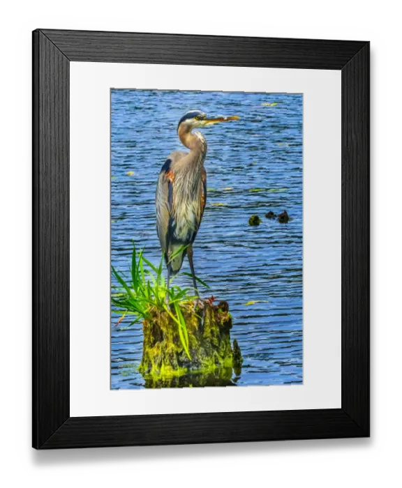 Framed Print : Great blue heron (Ardea herodias), Juanita Bay Park, Kirkland, Washington State Framed Print : Great blue heron (Ardea herodias), Juanita Bay Park, Kirkland, Washington State
