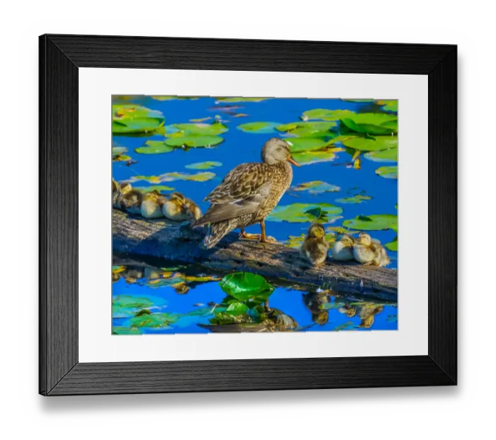 Framed Print : Female mallard duck and baby ducks, Juanita Bay Park, Kirkland, Washington State