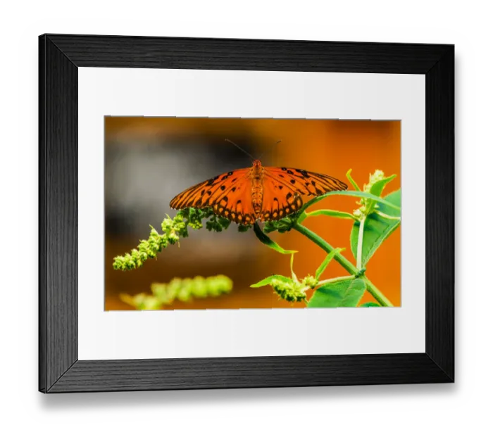 Framed Print : Gulf fritillary (Agraulis vanillae), Seattle, Washington State