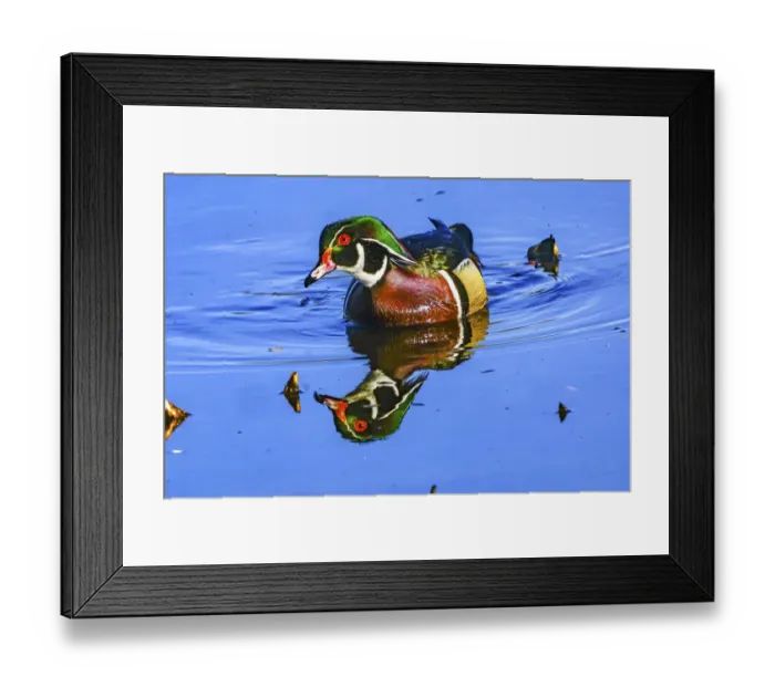 Framed Print : Male Carolina duck, Juanita Bay Park, Kirkland, Washington State Framed Print : Male Carolina duck, Juanita Bay Park, Kirkland, Washington State