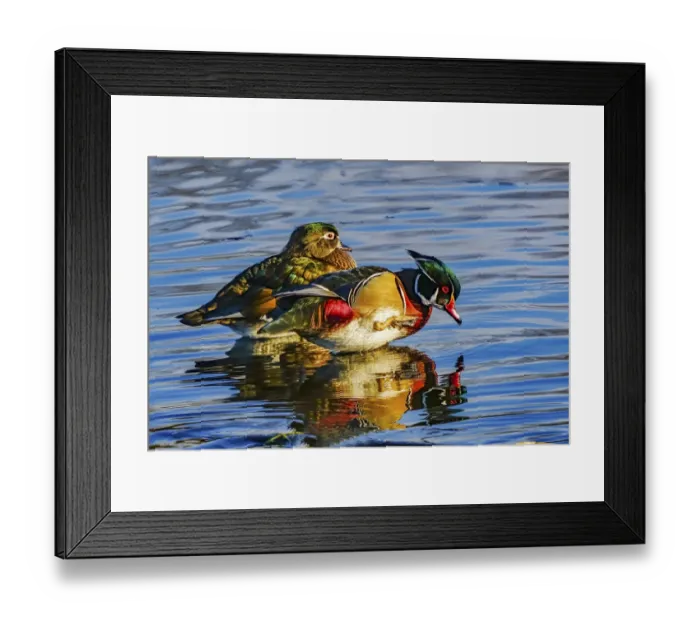 Framed Print : Male Carolina duck, Juanita Bay Park, Kirkland, Washington State Framed Print : Male Carolina duck, Juanita Bay Park, Kirkland, Washington State