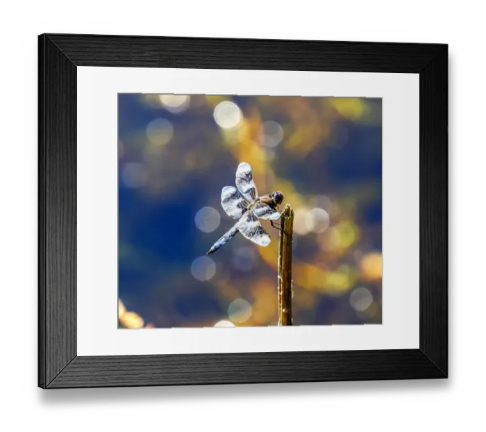 Framed Print : Common whitetail dragonfly with two transparent wings, Juanita Bay Park, Kirkland