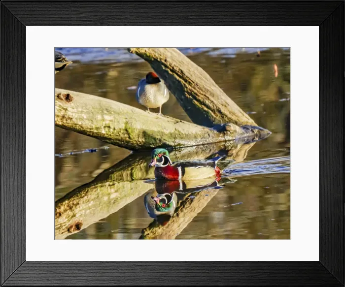 Framed Print : Male Carolina duck swimming, Juanita Bay Park, Kirkland, Washington State Framed Print : Male Carolina duck swimming, Juanita Bay Park, Kirkland, Washington State