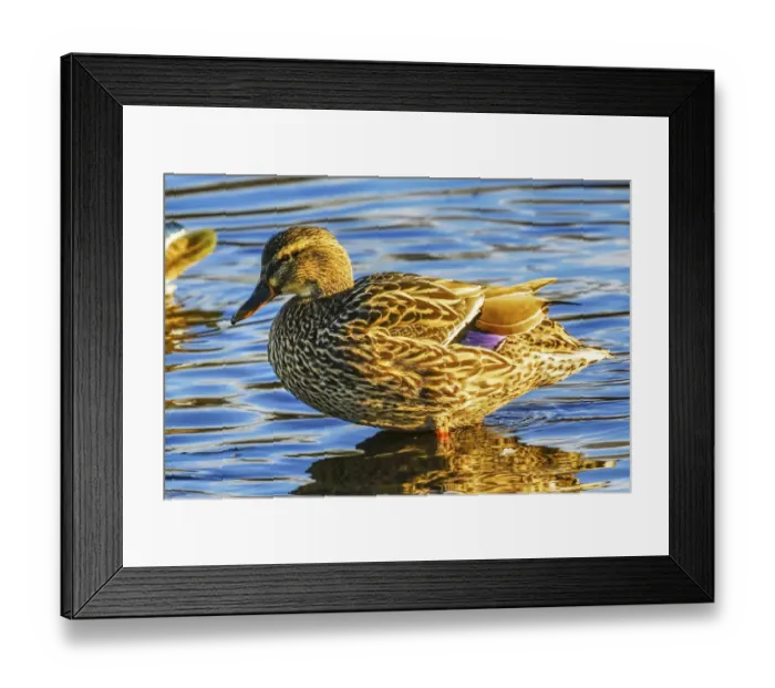 Framed Print : Female mallard duck, Juanita Bay Park, Kirkland Washington State Framed Print : Female mallard duck, Juanita Bay Park, Kirkland Washington State