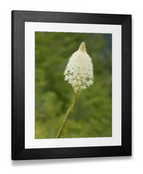 Framed Print : USA, Washington State. Mount Baker Snoqualmie National Forest, Beargrass