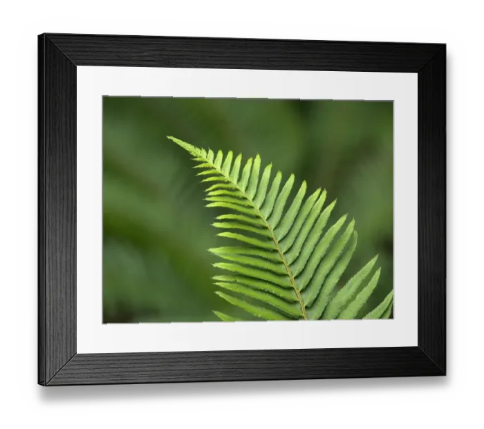 Framed Print : USA, Washington State. Western Sword Fern Framed Print : USA, Washington State. Western Sword Fern