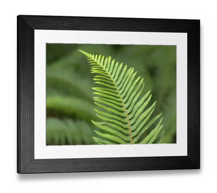 Framed Print : USA, Washington State. Western Sword Fern Framed Print : USA, Washington State. Western Sword Fern