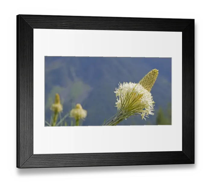 Framed Print : USA, Washington State. Mount Baker Snoqualmie National Forest, Beargrass Framed Print : USA, Washington State. Mount Baker Snoqualmie National Forest, Beargrass