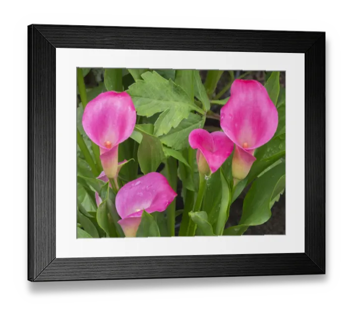 Framed Print : USA, Washington State. Calla Lily