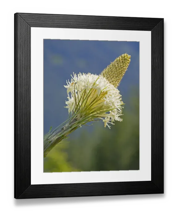 Framed Print : USA, Washington State. Mount Baker Snoqualmie National Forest, Beargrass Framed Print : USA, Washington State. Mount Baker Snoqualmie National Forest, Beargrass