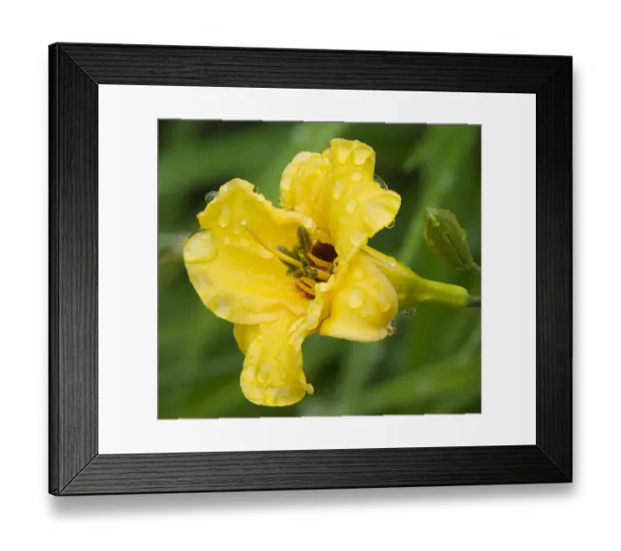 Framed Print : USA, Washington State. Daylily, Stella d Oro Framed Print : USA, Washington State. Daylily, Stella d Oro