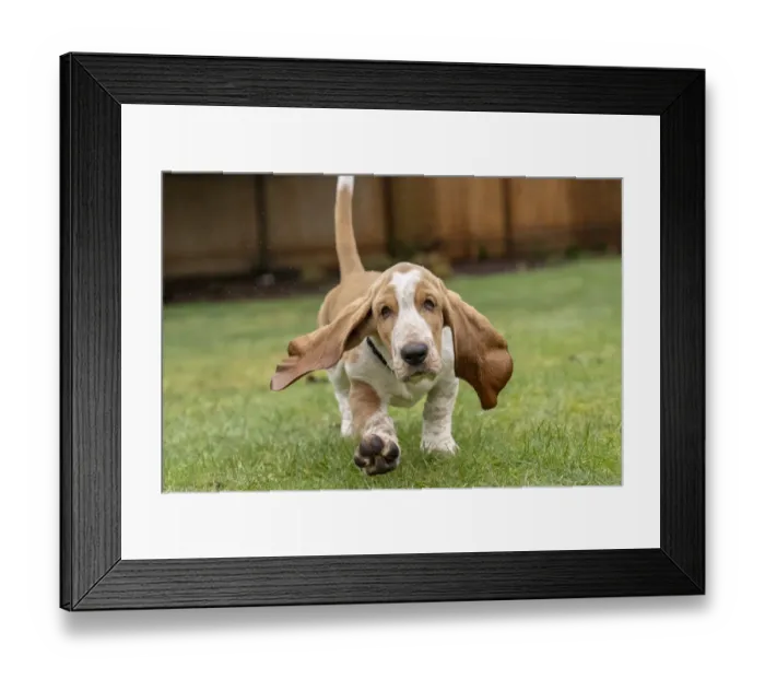 Framed Print : Renton, Washington State, USA. Three month old Basset Hound running in his yard, with Framed Print : Renton, Washington State, USA. Three month old Basset Hound running in his yard, with