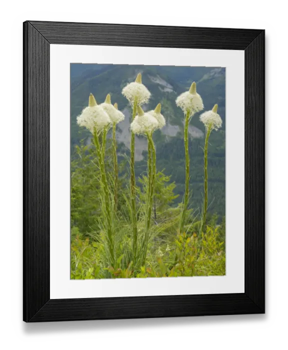 Framed Print : USA, Washington State. Mount Baker Snoqualmie National Forest, Beargrass Framed Print : USA, Washington State. Mount Baker Snoqualmie National Forest, Beargrass