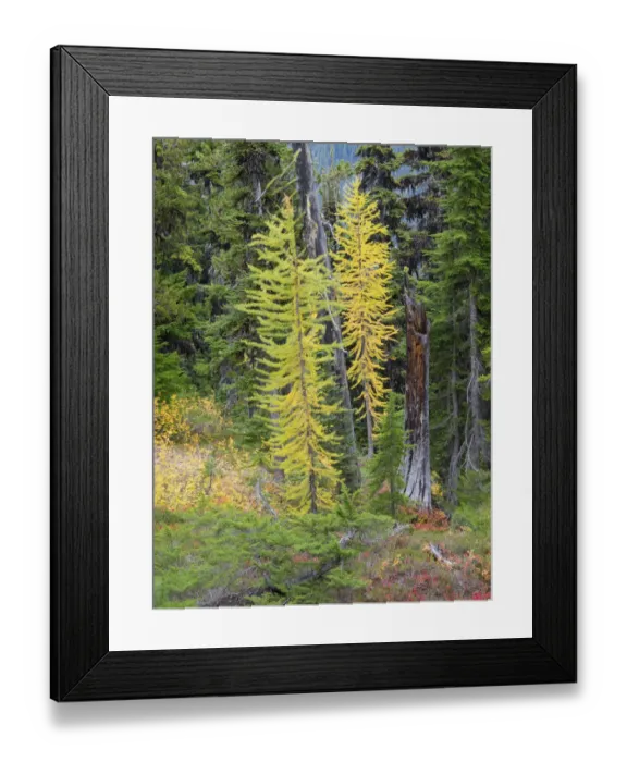 Framed Print : USA, Washington State. Okanogan-Wenatchee National Forest, Colorful young Larch trees Framed Print : USA, Washington State. Okanogan-Wenatchee National Forest, Colorful young Larch trees