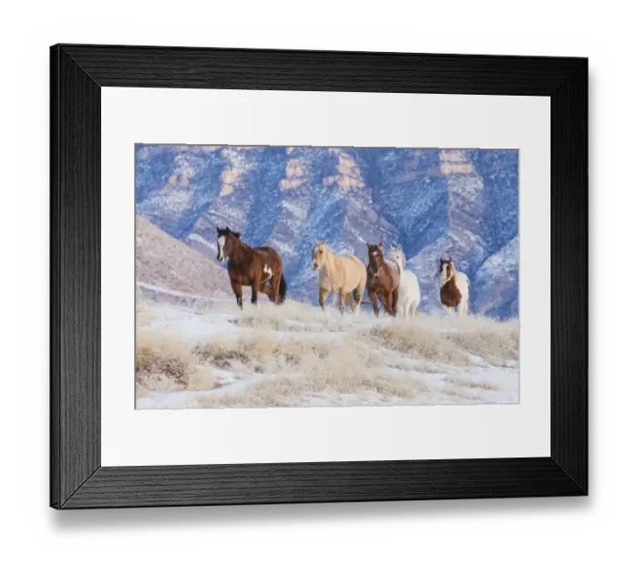 Framed Print : Cowboy horse drive on Hideout Ranch, Shell, Wyoming. Herd of horses running in snow Framed Print : Cowboy horse drive on Hideout Ranch, Shell, Wyoming. Herd of horses running in snow