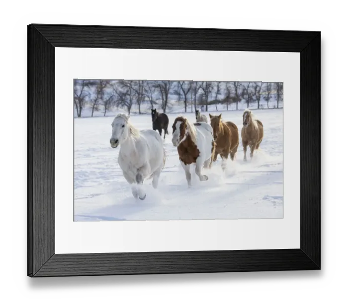 Framed Print : Horse drive in winter on Hideout Ranch, Shell, Wyoming. Herd of horses running in winters snow