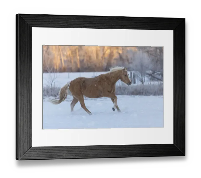 Framed Print : Horse drive in winter on Hideout Ranch, Shell, Wyoming. Horses running in snow Framed Print : Horse drive in winter on Hideout Ranch, Shell, Wyoming. Horses running in snow
