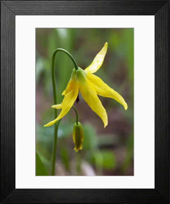 Framed Print : Yellowstone National Park, detail of a glacier lily Framed Print : Yellowstone National Park, detail of a glacier lily