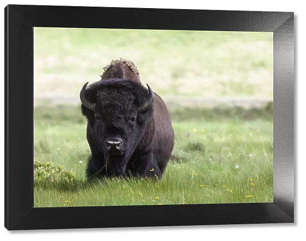 Yellowstone National Park a big bull bison standing among lush green grass
