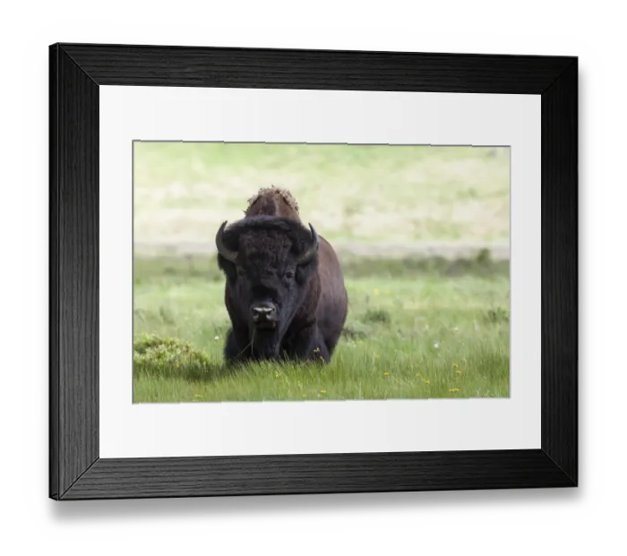Framed Print : Yellowstone National Park a big bull bison standing among lush green grass Framed Print : Yellowstone National Park a big bull bison standing among lush green grass