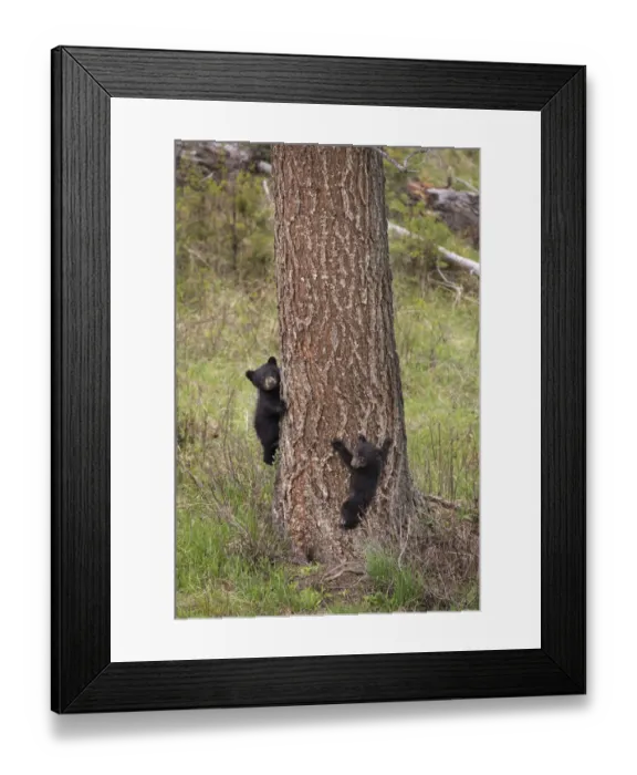 Framed Print : USA, Wyoming, Yellowstone National Park. Two black bear cubs climb pine tree. Credit as Framed Print : USA, Wyoming, Yellowstone National Park. Two black bear cubs climb pine tree. Credit as