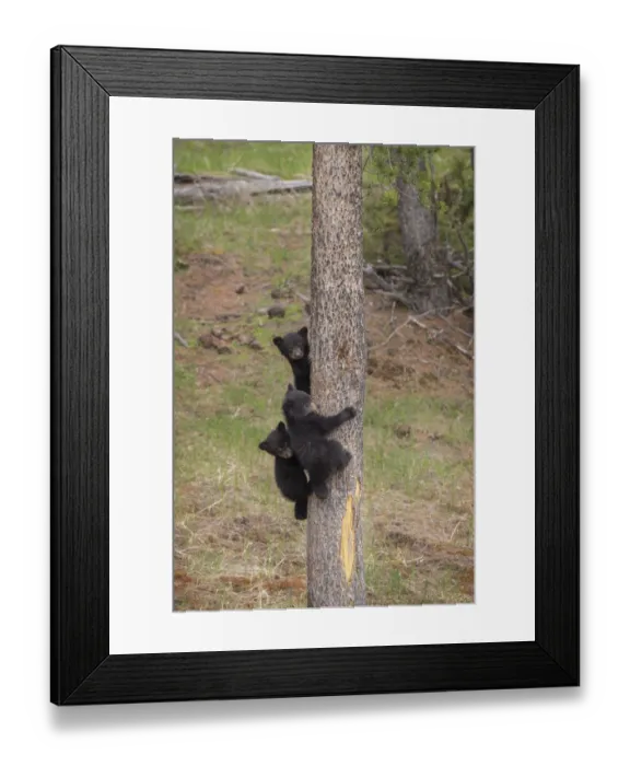 Framed Print : USA, Wyoming, Yellowstone National Park. Three black bear cubs climb pine tree. Credit as Framed Print : USA, Wyoming, Yellowstone National Park. Three black bear cubs climb pine tree. Credit as