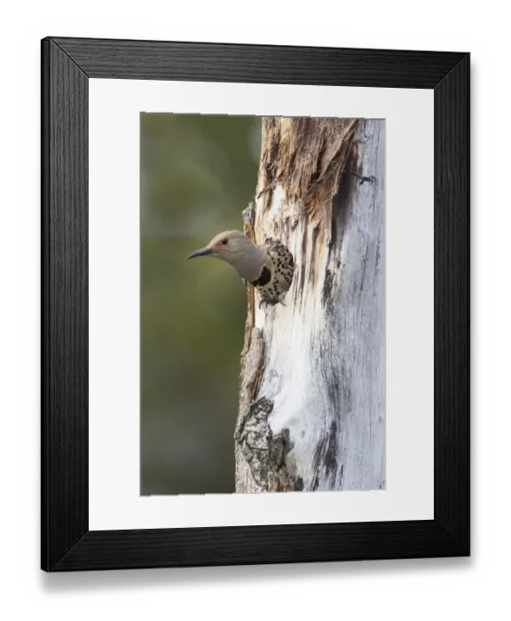 Framed Print : Yellowstone National Park, a female northern flicker emerges from its nest hole Framed Print : Yellowstone National Park, a female northern flicker emerges from its nest hole