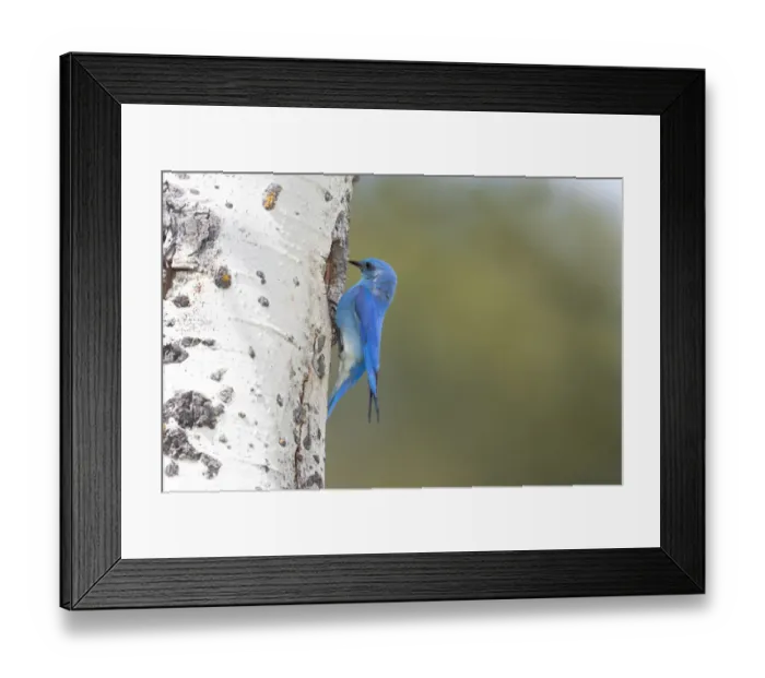 Framed Print : Yellowstone National Park, a male mountain bluebird perching at its nest hole Framed Print : Yellowstone National Park, a male mountain bluebird perching at its nest hole