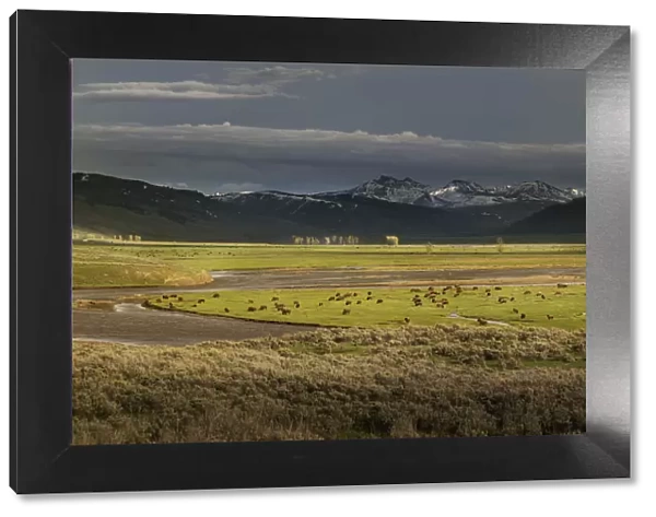 USA, Wyoming, Yellowstone National Park. Bison herd in Lamar Valley