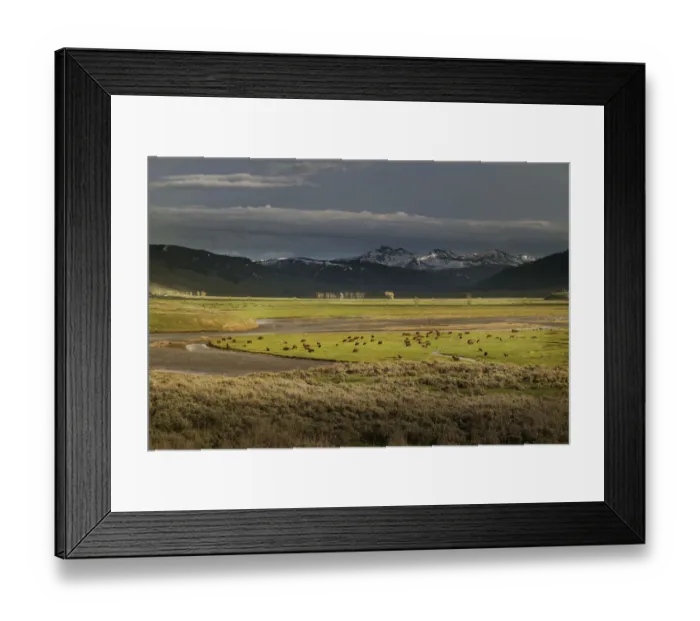 Framed Print : USA, Wyoming, Yellowstone National Park. Bison herd in Lamar Valley Framed Print : USA, Wyoming, Yellowstone National Park. Bison herd in Lamar Valley