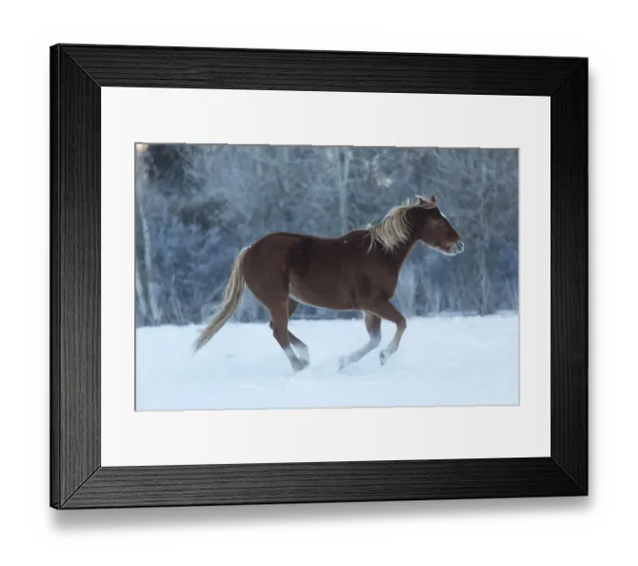 Framed Print : Horse drive in winter on Hideout Ranch, Shell, Wyoming. Horses running in snow Framed Print : Horse drive in winter on Hideout Ranch, Shell, Wyoming. Horses running in snow