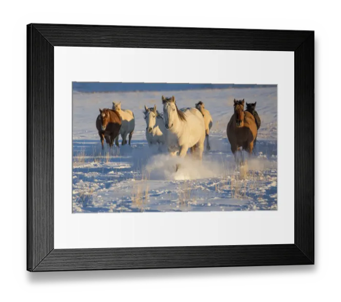 Framed Print : Horse drive in winter on Hideout Ranch, Shell, Wyoming. Herd of horses running in winters snow Framed Print : Horse drive in winter on Hideout Ranch, Shell, Wyoming. Herd of horses running in winters snow