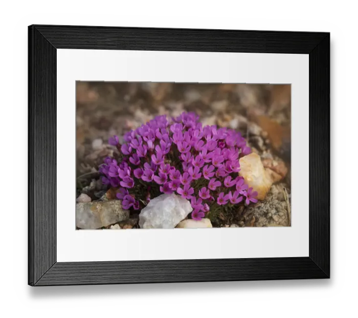 Framed Print : USA, Wyoming, Beartooth Mountains. Moss campion wildflower close-up Framed Print : USA, Wyoming, Beartooth Mountains. Moss campion wildflower close-up