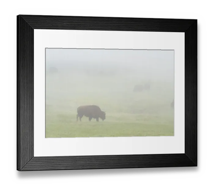 Framed Print : USA, Wyoming, Yellowstone National Park. Bison herd grazes on foggy morning in Lamar Valley Framed Print : USA, Wyoming, Yellowstone National Park. Bison herd grazes on foggy morning in Lamar Valley