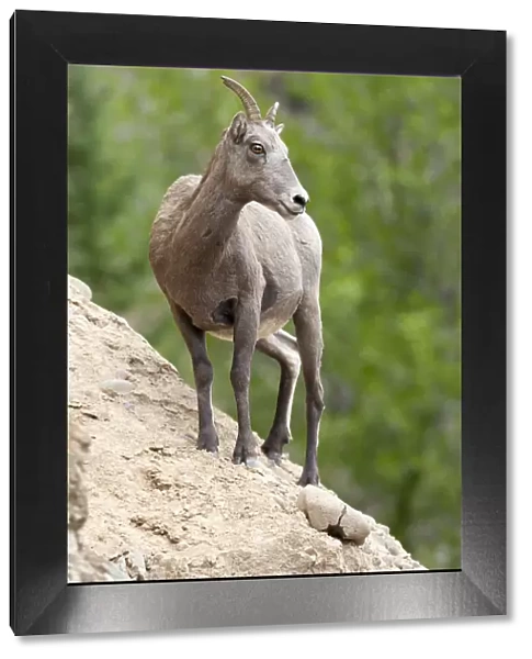 Yellowstone National Park, female bighorn sheep looking down from a steep perch
