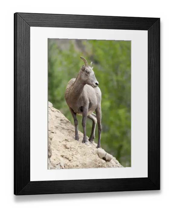 Framed Print : Yellowstone National Park, female bighorn sheep looking down from a steep perch Framed Print : Yellowstone National Park, female bighorn sheep looking down from a steep perch
