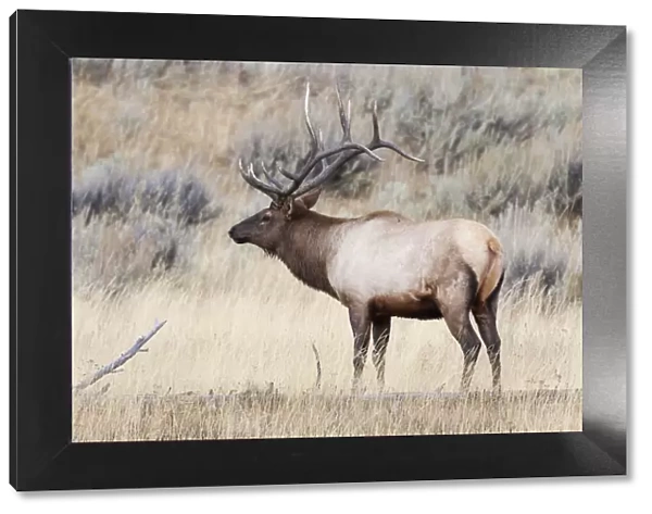 Yellowstone National Park, portrait of a bull elk with a large rack