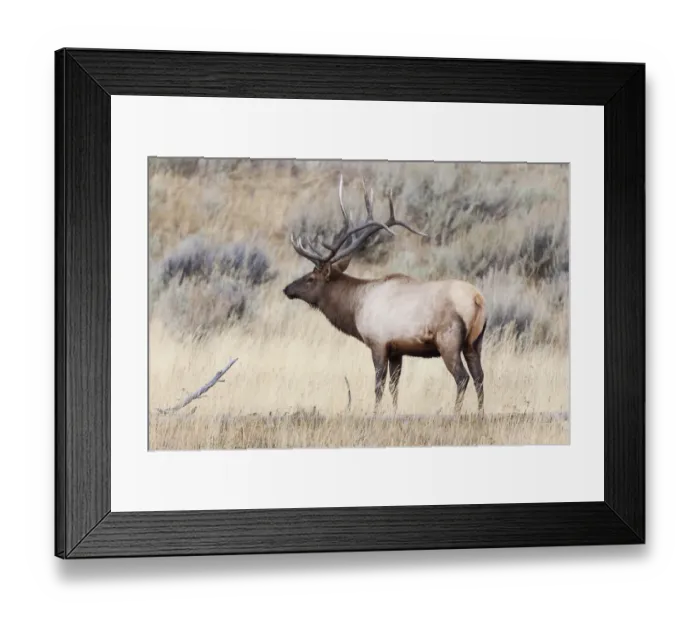 Framed Print : Yellowstone National Park, portrait of a bull elk with a large rack