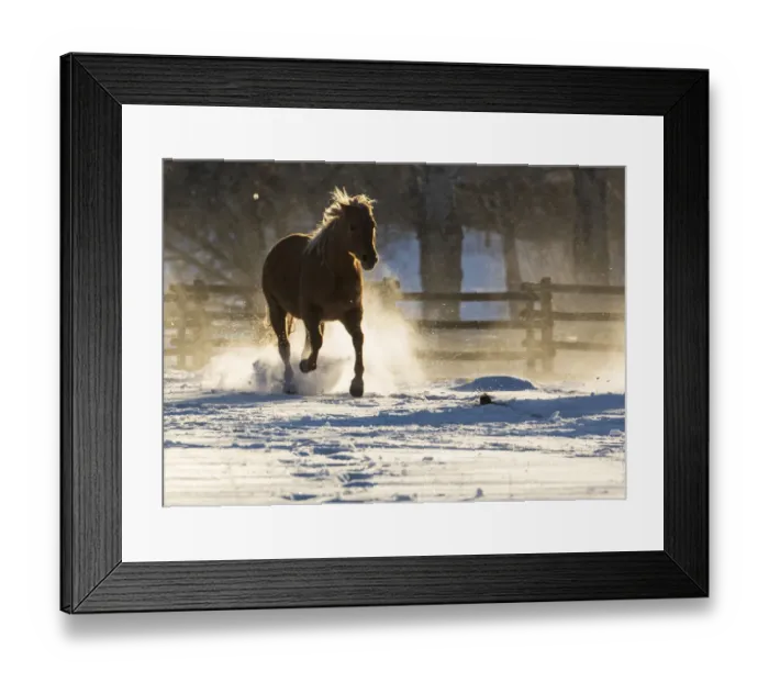Framed Print : Horse drive in winter on Hideout Ranch, Shell, Wyoming. Horse running through the snow Framed Print : Horse drive in winter on Hideout Ranch, Shell, Wyoming. Horse running through the snow
