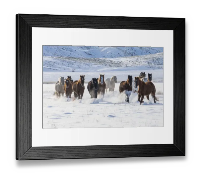 Framed Print : Horse drive in winter on Hideout Ranch, Shell, Wyoming. Herd of horses running in winters snow Framed Print : Horse drive in winter on Hideout Ranch, Shell, Wyoming. Herd of horses running in winters snow