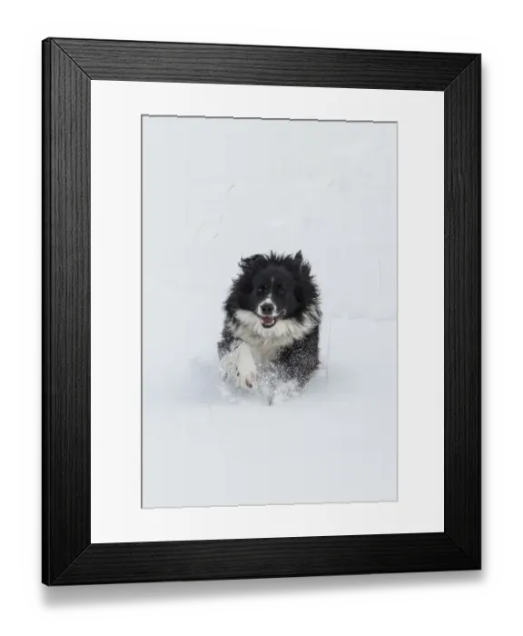 Framed Print : Horse drive in winter on Hideout Ranch, Shell, Wyoming. Ranch dog running through snow Framed Print : Horse drive in winter on Hideout Ranch, Shell, Wyoming. Ranch dog running through snow