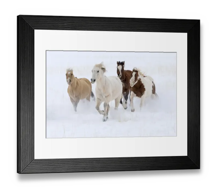 Framed Print : Cowboy horse drive on Hideout Ranch, Shell, Wyoming. Herd of horses running in snow Framed Print : Cowboy horse drive on Hideout Ranch, Shell, Wyoming. Herd of horses running in snow
