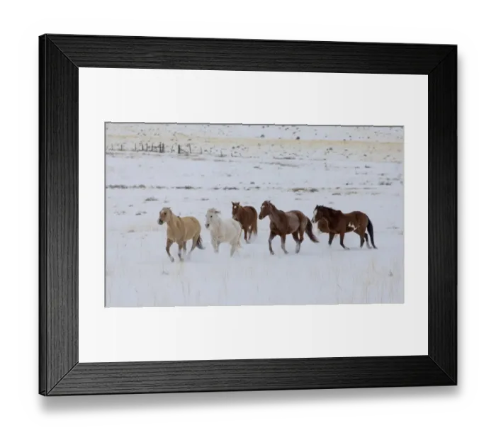 Framed Print : Cowboy horse drive on Hideout Ranch, Shell, Wyoming. Herd of horses running in snow Framed Print : Cowboy horse drive on Hideout Ranch, Shell, Wyoming. Herd of horses running in snow