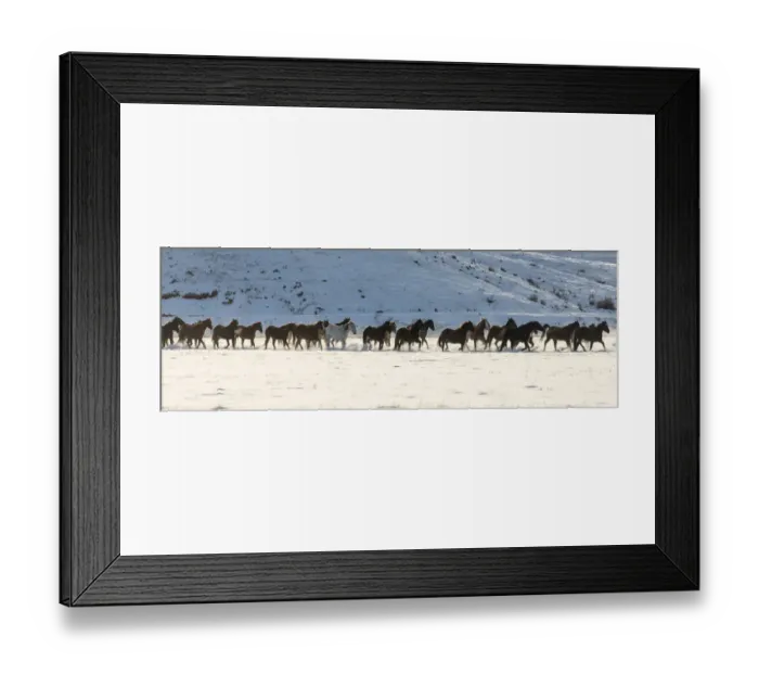 Framed Print : Horse drive in winter on Hideout Ranch, Shell, Wyoming. Herd of horses running in winters snow Framed Print : Horse drive in winter on Hideout Ranch, Shell, Wyoming. Herd of horses running in winters snow