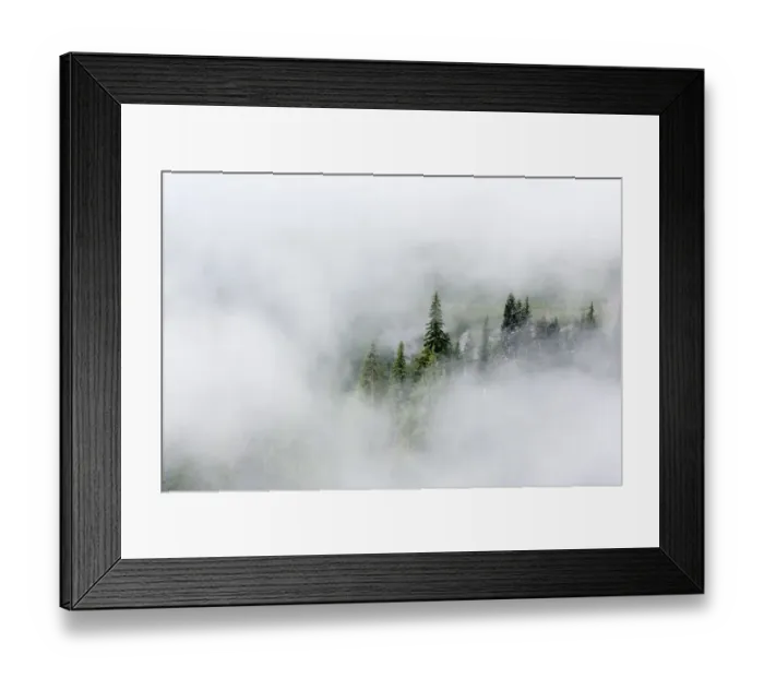 Framed Print : Washington State, Mount Rainier National Park. Fir trees in clouds Framed Print : Washington State, Mount Rainier National Park. Fir trees in clouds