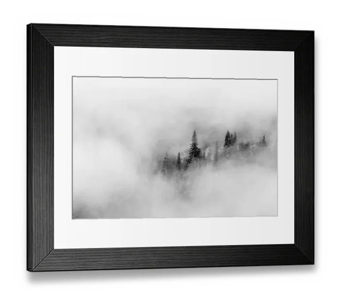 Framed Print : Washington State, Mount Rainier National Park. Fir trees in clouds Framed Print : Washington State, Mount Rainier National Park. Fir trees in clouds