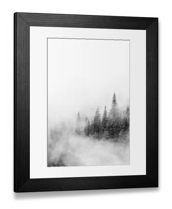 Framed Print : Washington State, Mount Rainier National Park. Fir trees in clouds Framed Print : Washington State, Mount Rainier National Park. Fir trees in clouds