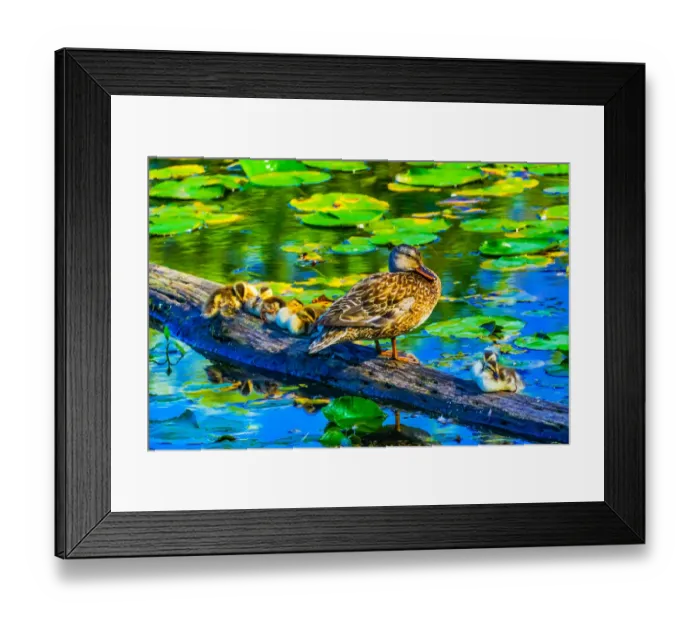 Framed Print : Female mallard duck and baby ducks, Juanita Bay Park, Kirkland, Washington State Framed Print : Female mallard duck and baby ducks, Juanita Bay Park, Kirkland, Washington State