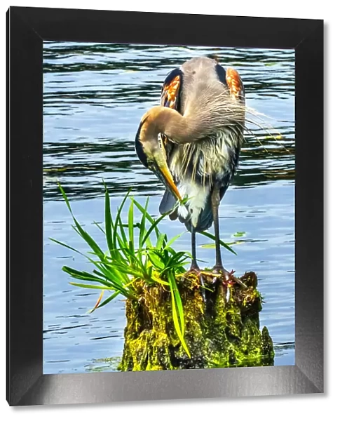 Great blue heron (Ardea herodias), Juanita Bay Park, Kirkland, Washington State